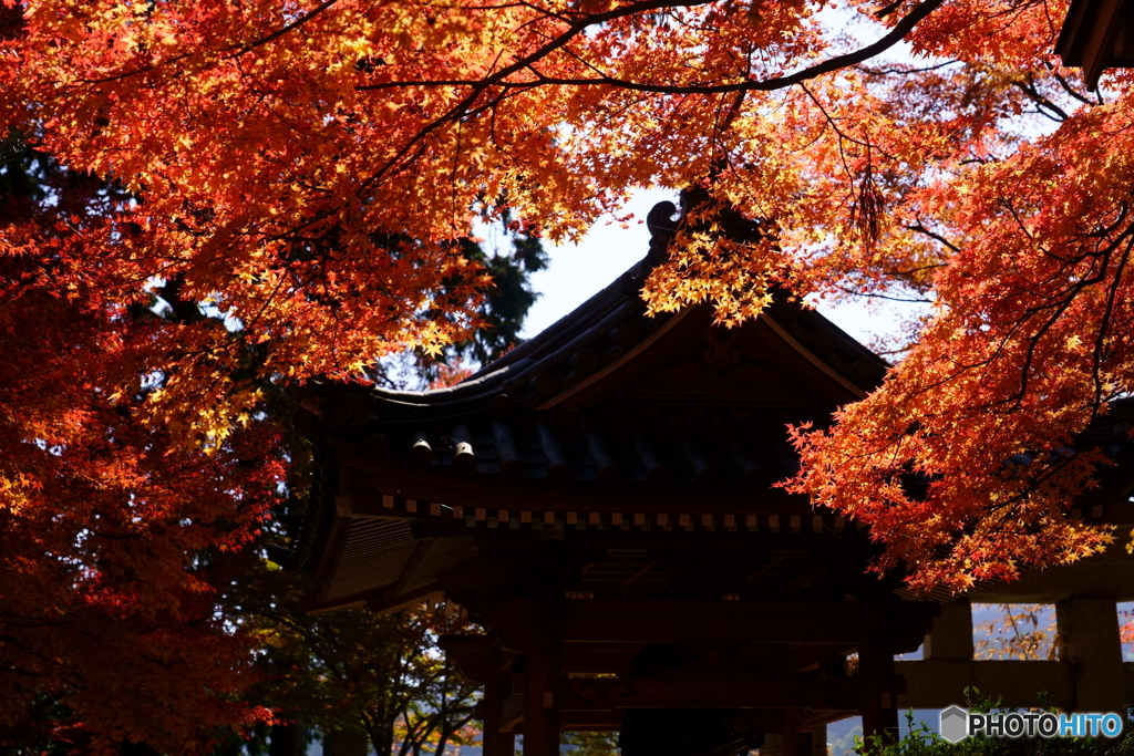 燃ゆる秋・大興善寺2