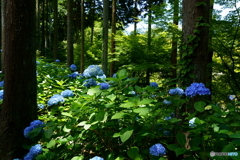 新緑と紫陽花