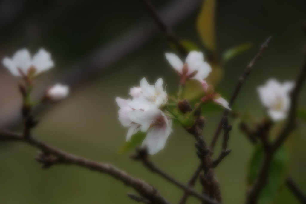 秋桜ならぬ桜