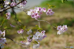 春爛漫2