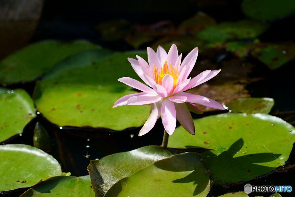 可憐な花