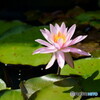 可憐な花