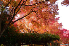 箱崎宮の秋