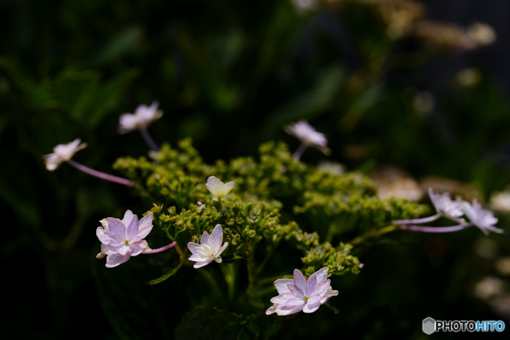 紫陽花3態－3