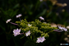 紫陽花3態－3