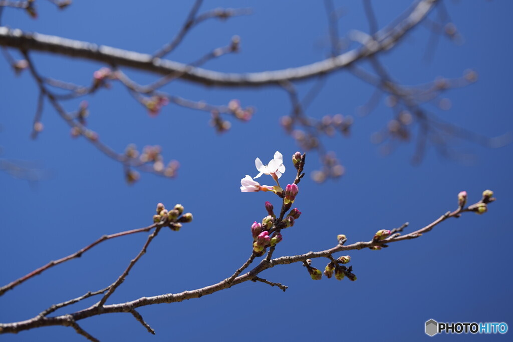 まだまだ頑張っています・10月桜