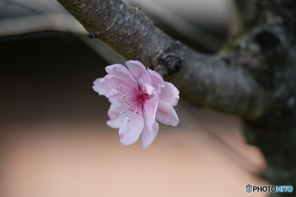 スモモの花一輪