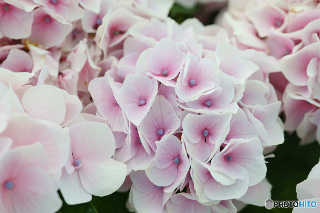 箱崎宮・紫陽花苑にて