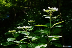 呑山観音寺・紫陽花5