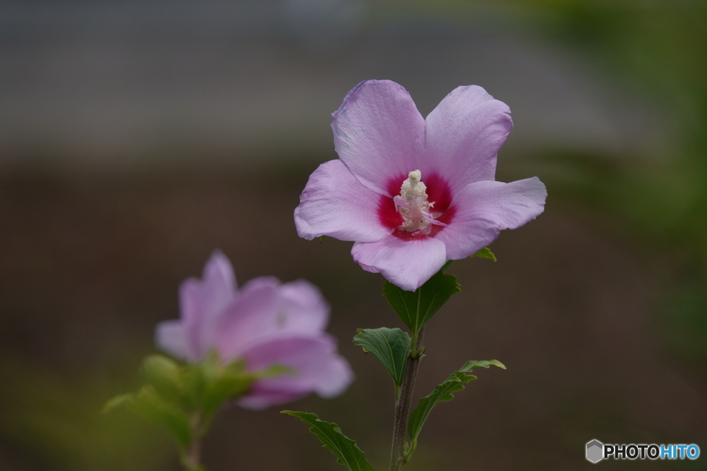 散歩で出会った花々 ・フヨウ