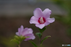 散歩で出会った花々 ・フヨウ