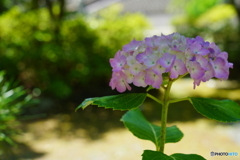 呑山観音寺・紫陽花3