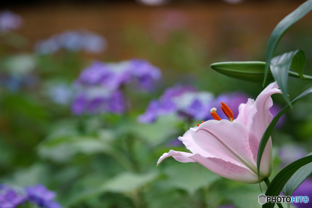 箱崎宮・紫陽花苑にて2