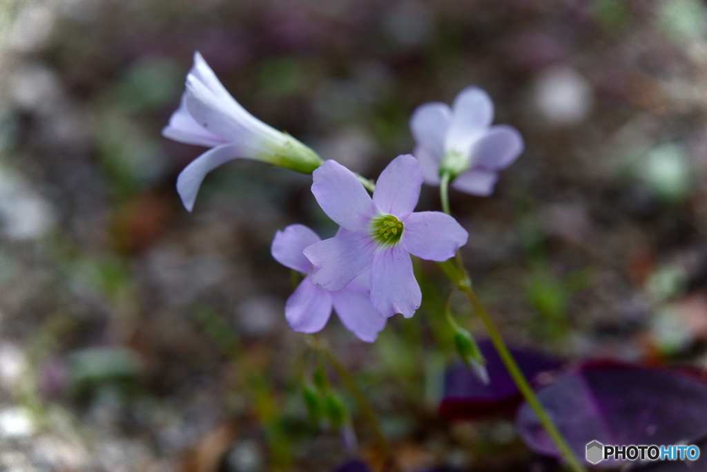 グリーンベルトに咲く花