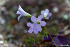 グリーンベルトに咲く花