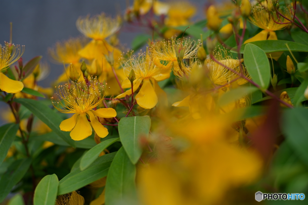 梅雨の合間の散歩写真・名を知らぬ花