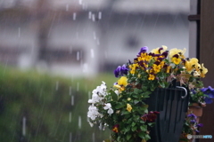 氷雨