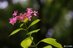 紫陽花2