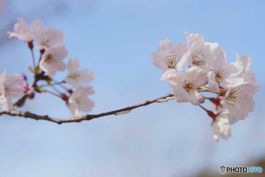 桜開花