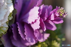 庭に咲く花・葉ボタン