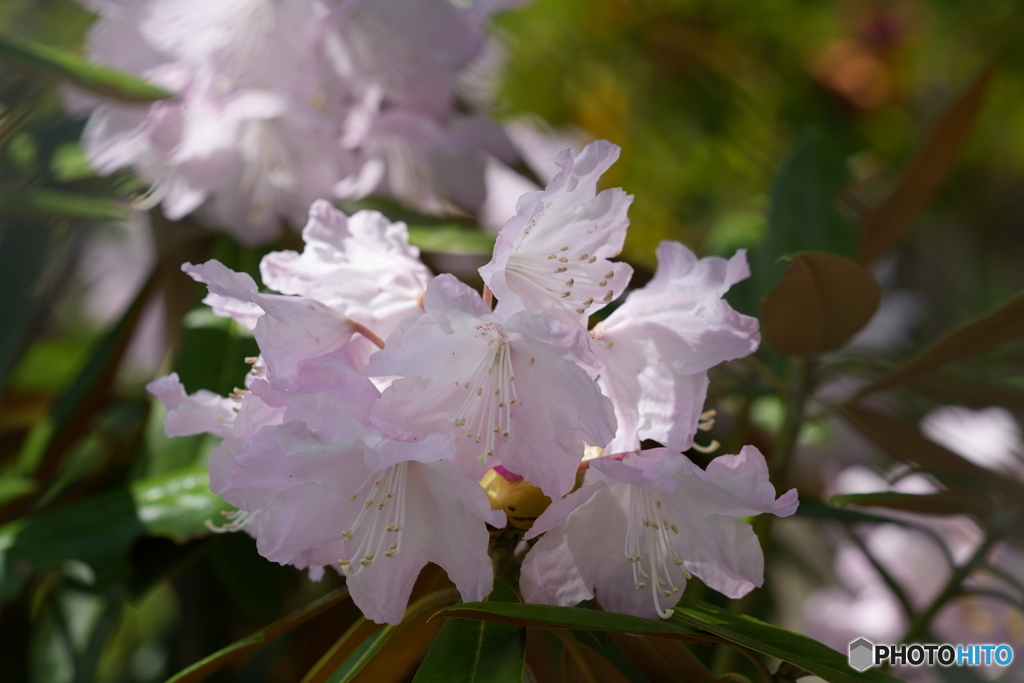 散歩写真・石楠花