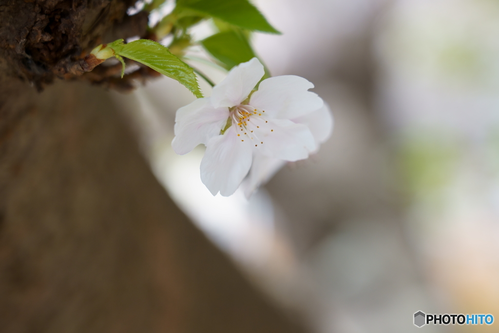 一輪の桜
