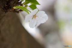 一輪の桜