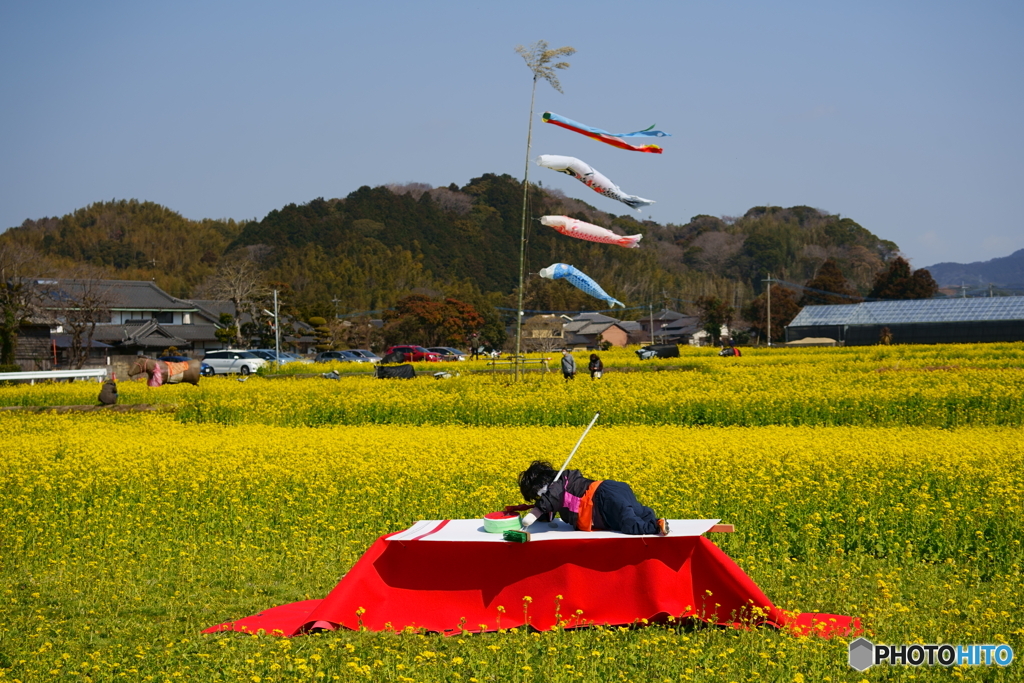 菜の花畑でカーリング