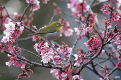 熱海桜とメジロ