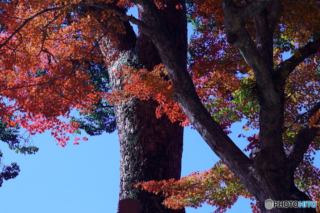 竈門神社の秋５