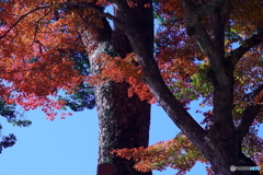 竈門神社の秋５