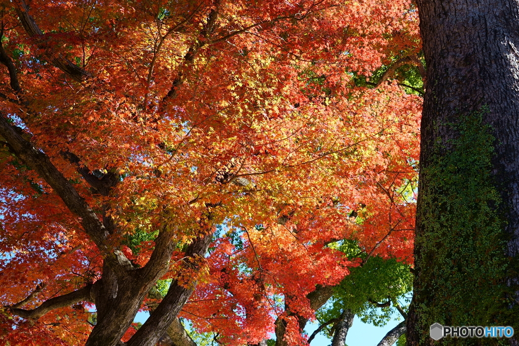 竈門神社の秋４