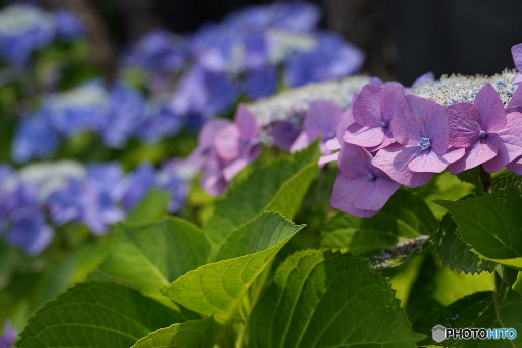 午後の散歩・紫陽花群生