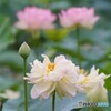 そろそろ梅雨明け