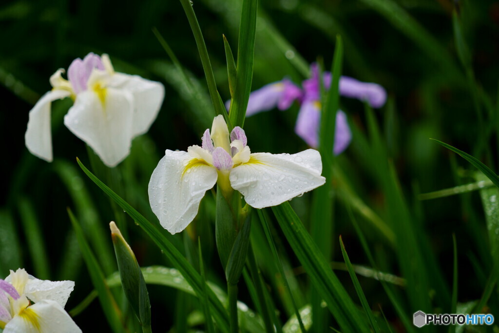 宮地嶽の菖蒲