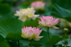 蓮3