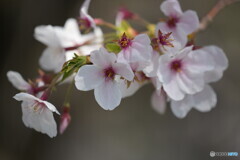 散歩写真・花弁と蕊