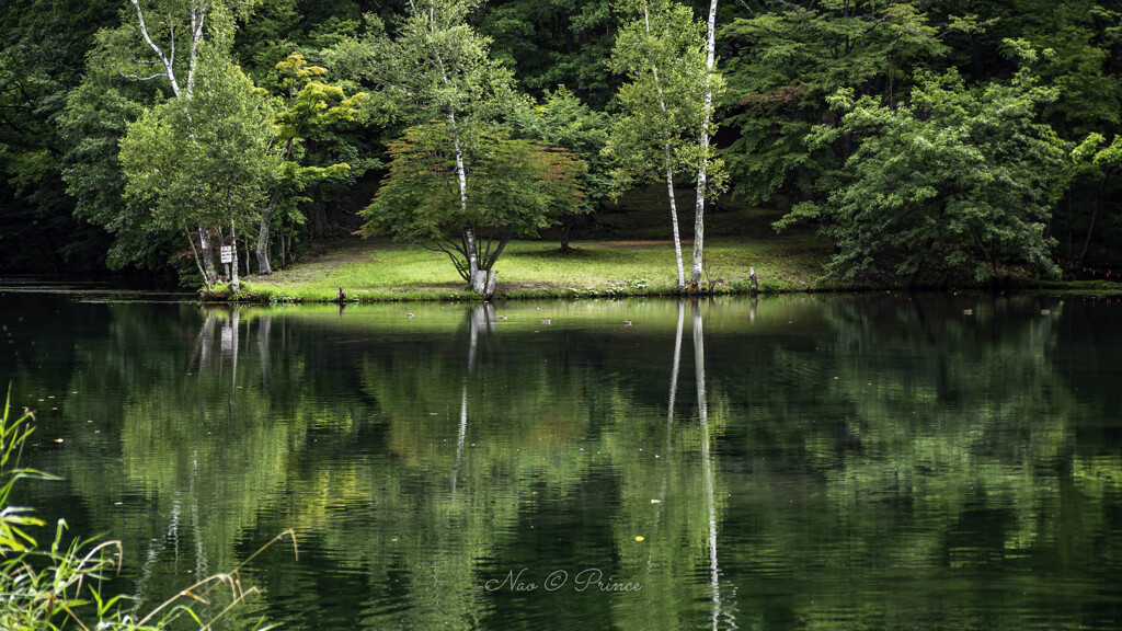 緑の池