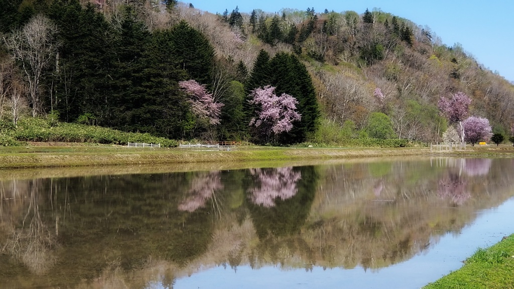 桜リフレ