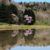 桜リフレ