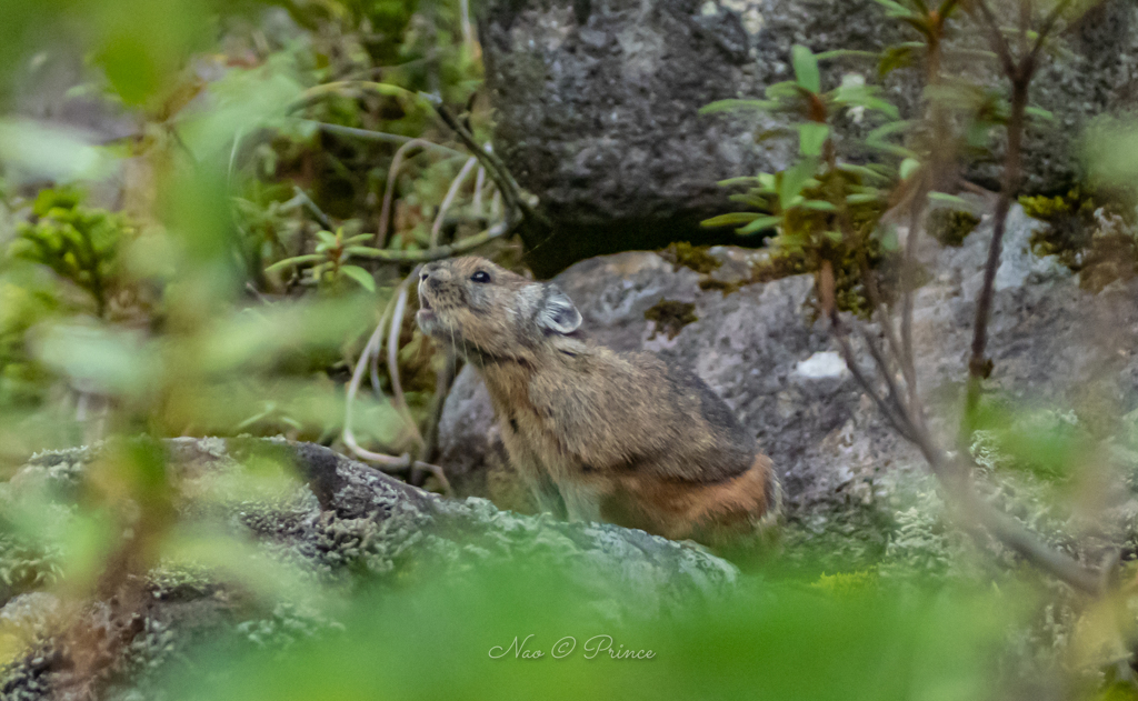 鳴く