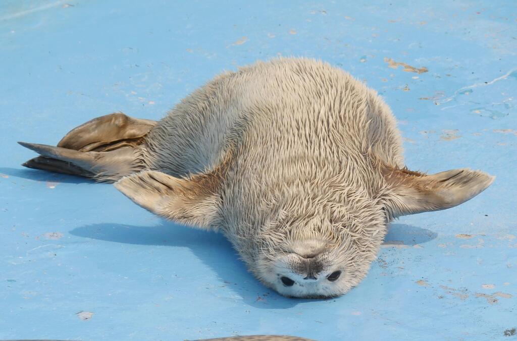 ゴマの開き