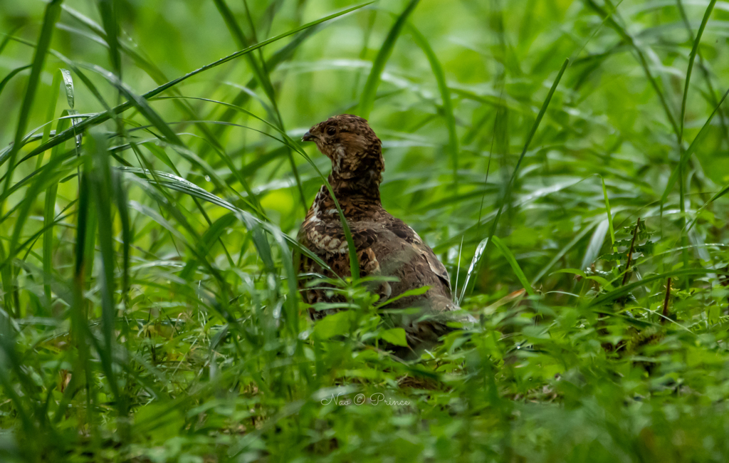 蝦夷雷鳥