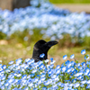 ひょこ
