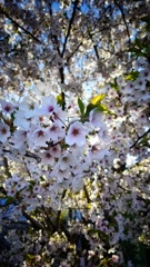 見上げた桜