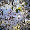見上げた桜