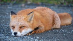 ねむねむ
