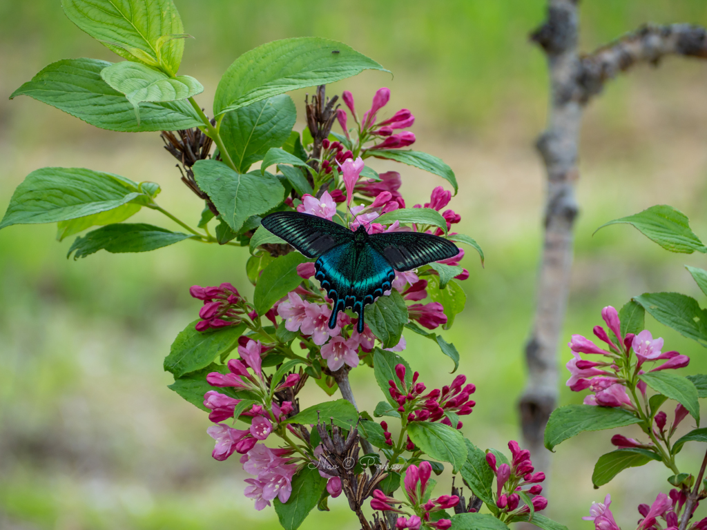 祈り花 By Na0 Prince Id 写真共有サイト Photohito