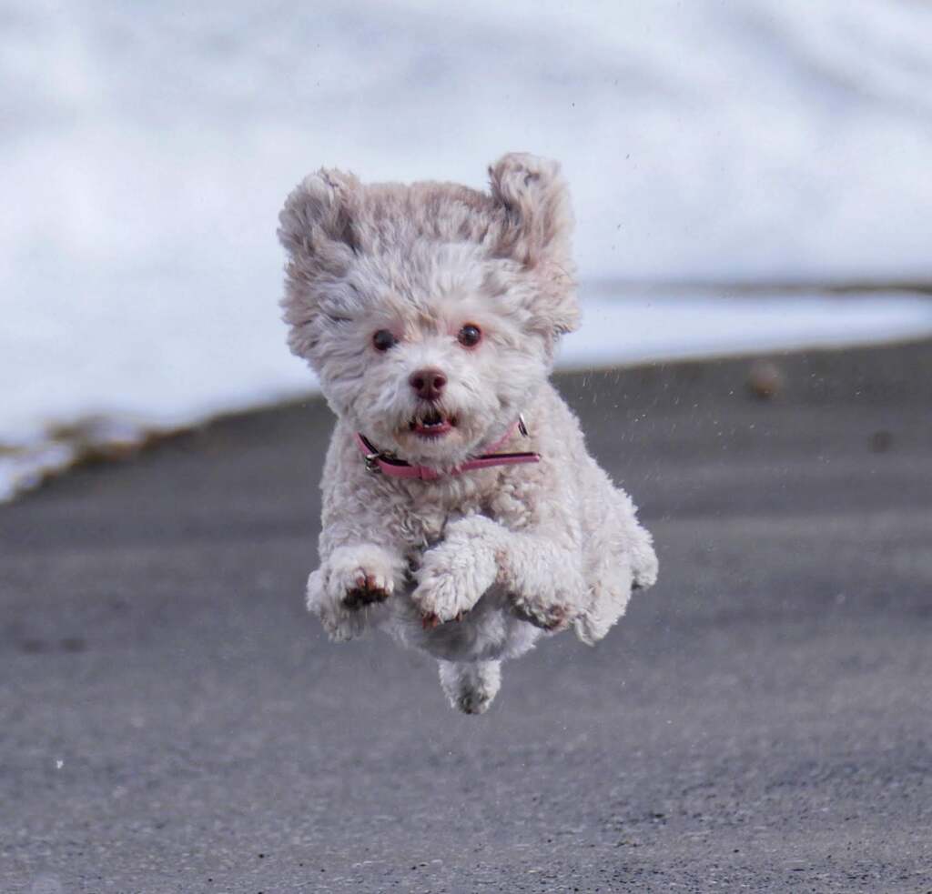 飛び犬