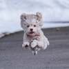 飛び犬